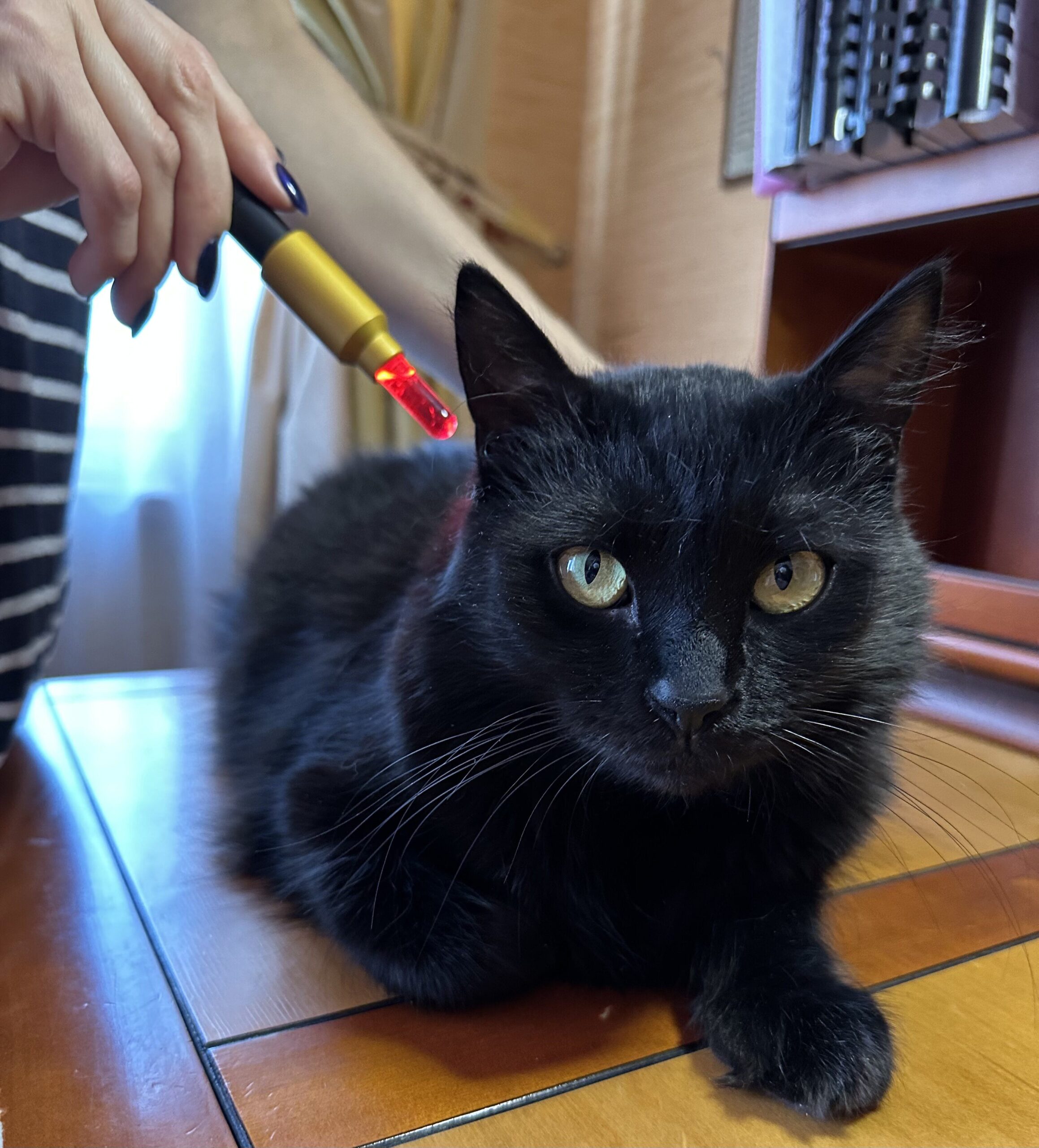 лучевая указка и кошка